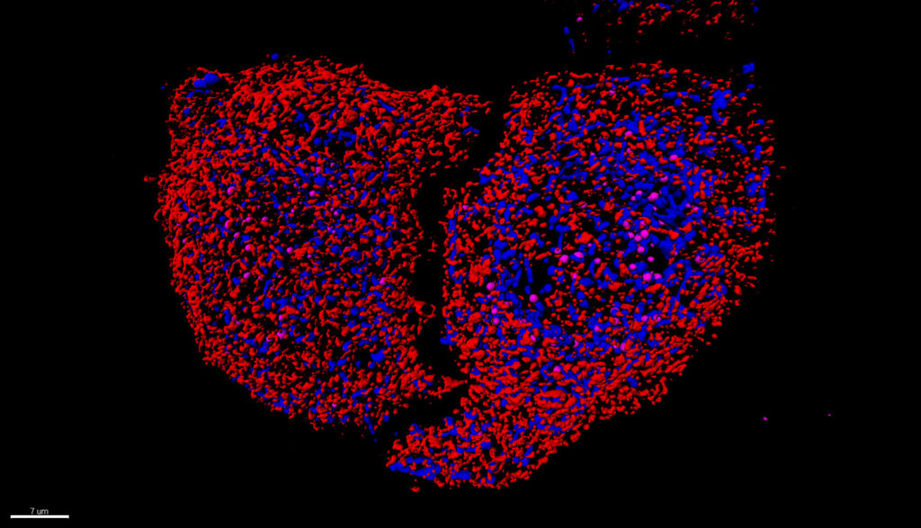 confocal image taken by Valentin Guyard